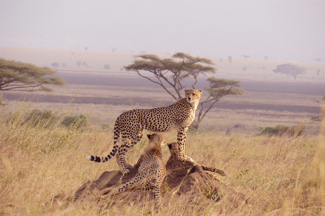 Luxury-Safaris-in-Tanzania