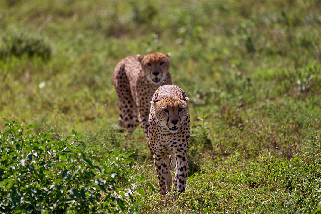 Ngorongoro-Crater