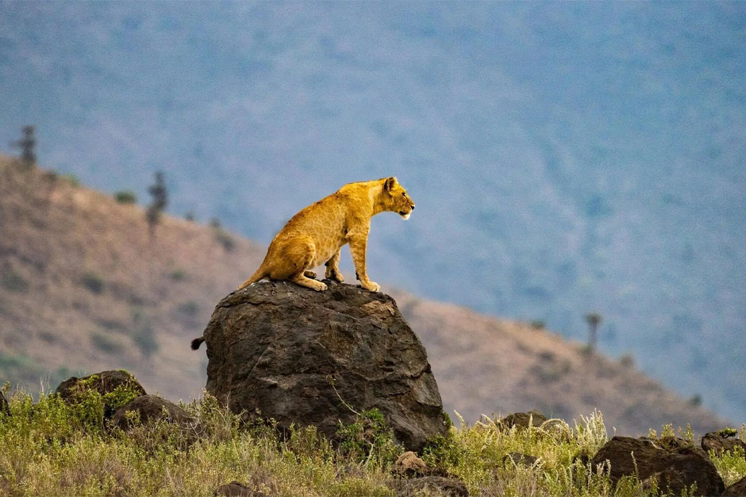 Ngorongoro-Crater